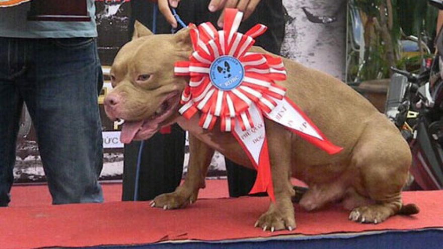 HCM City hosts dog beauty contest