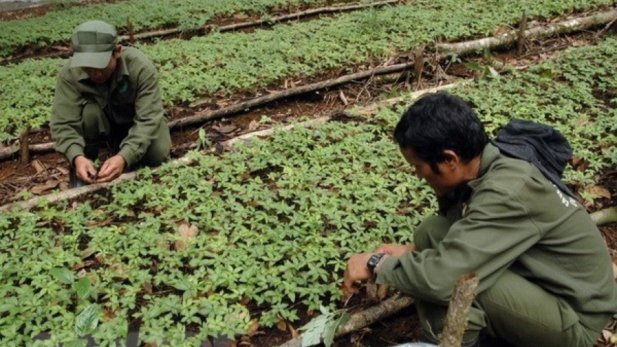 Ngoc Linh ginseng to be planted in Khanh Hoa
