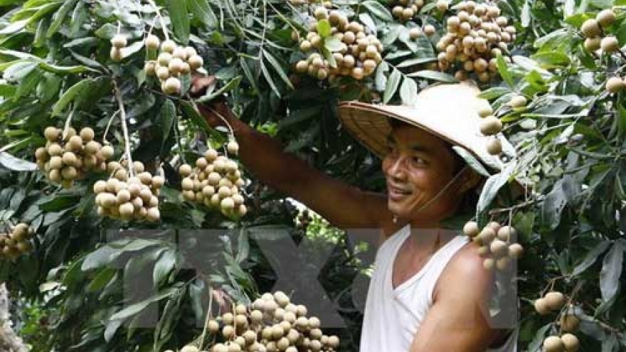 Hanoi ready to ship first late-ripening longan batch to US