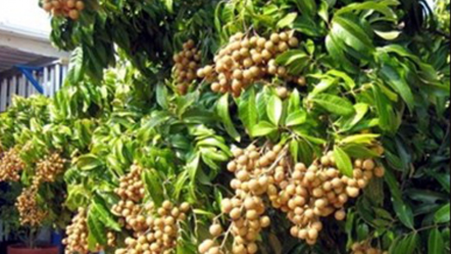 Rambutan mango, longan exports surge