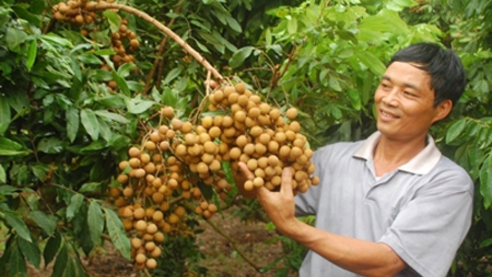 More tech urged for longan farms
