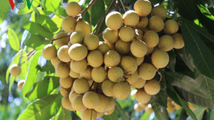 Festivals and promotions set to boost sales of Hung Yen, Son La longans