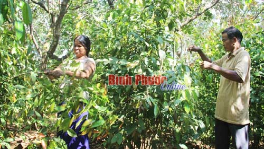 
        Binh Phuoc makes wild vegetables a specialty
                              