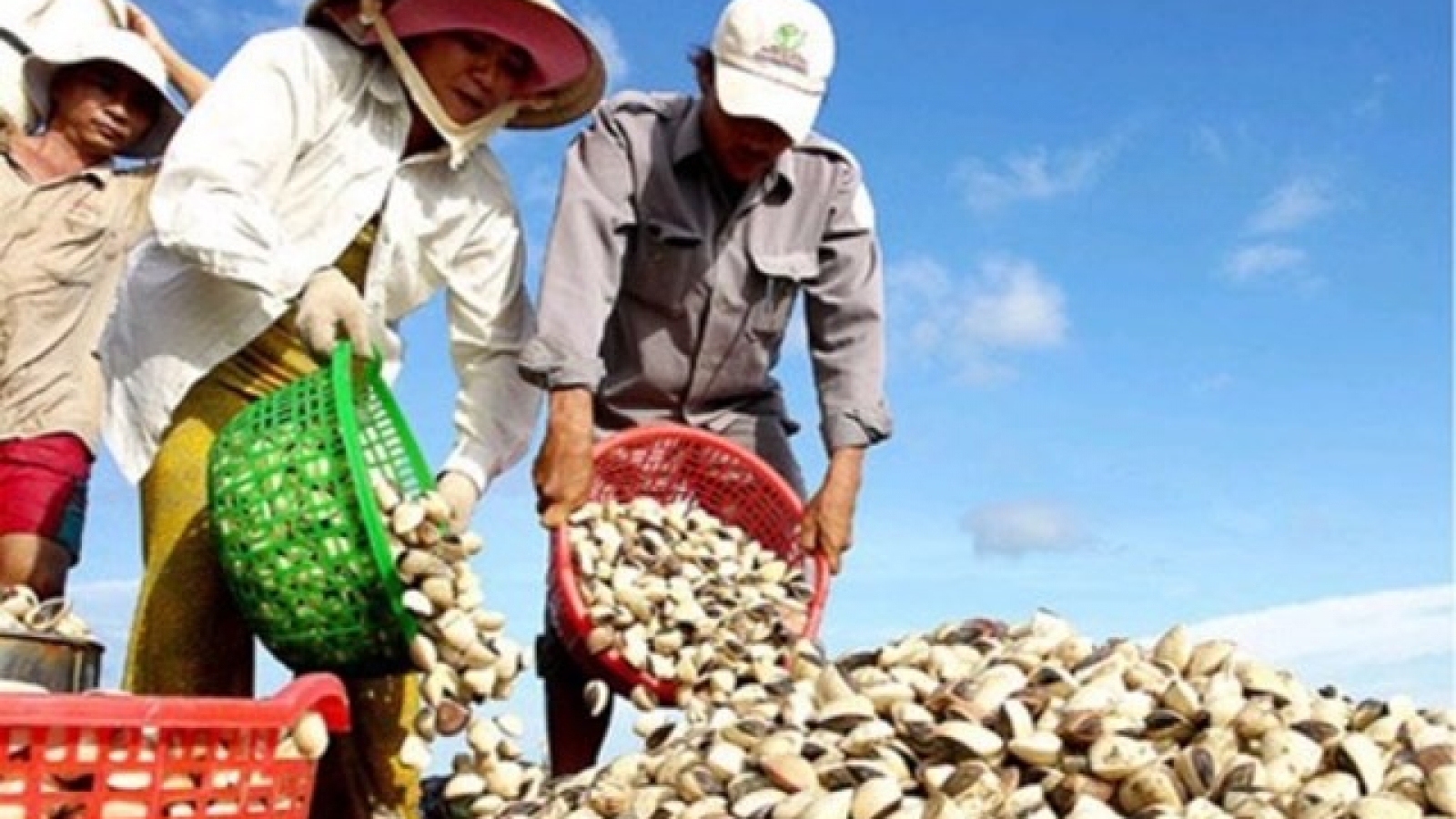 Exports of bivalves jump 1.6% in first half of 2016