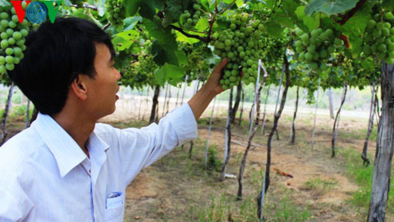 Ninh Thuan wine festival attracts thousands of visitors