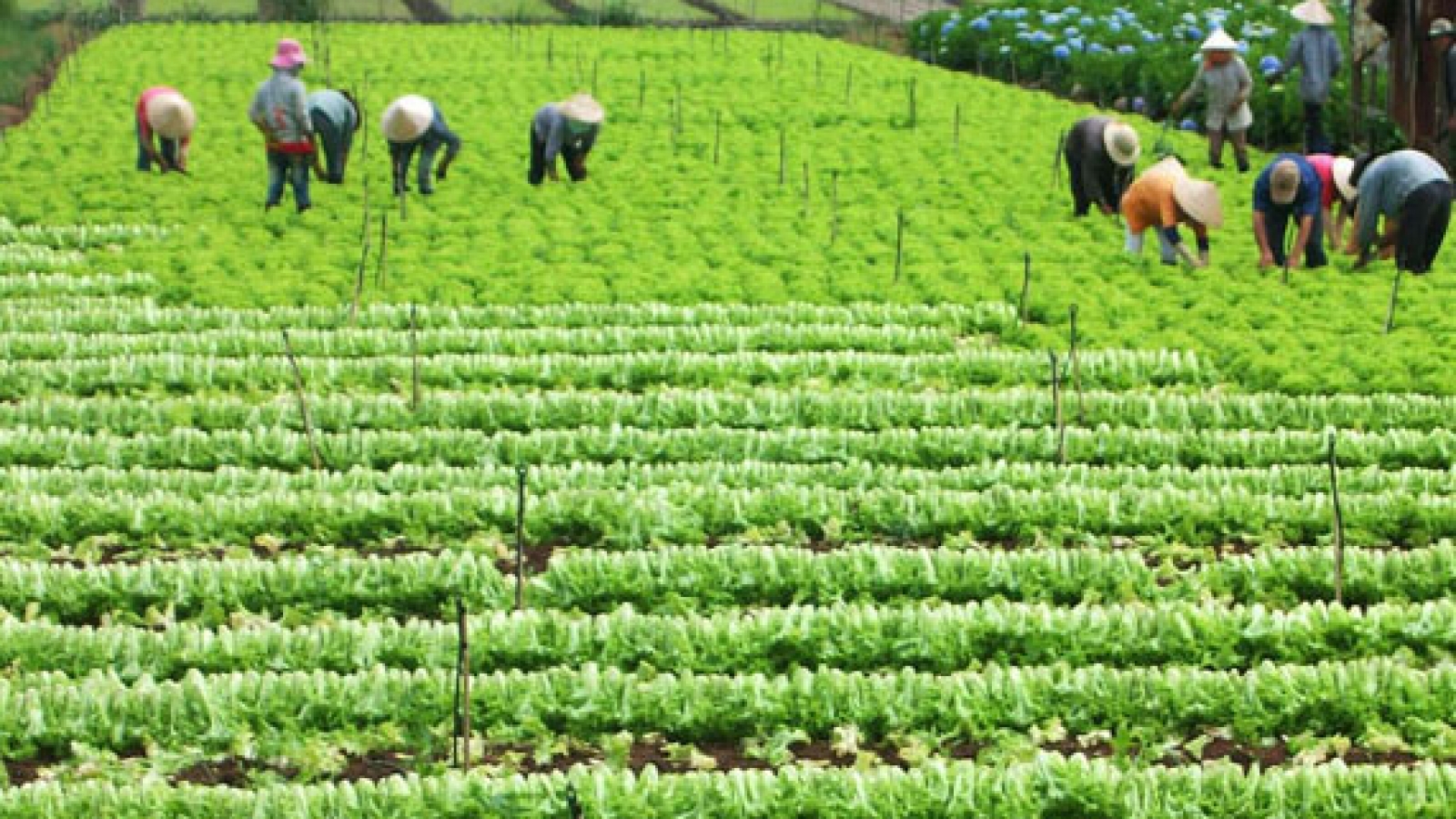 2014 –  Bumper year for agriculture