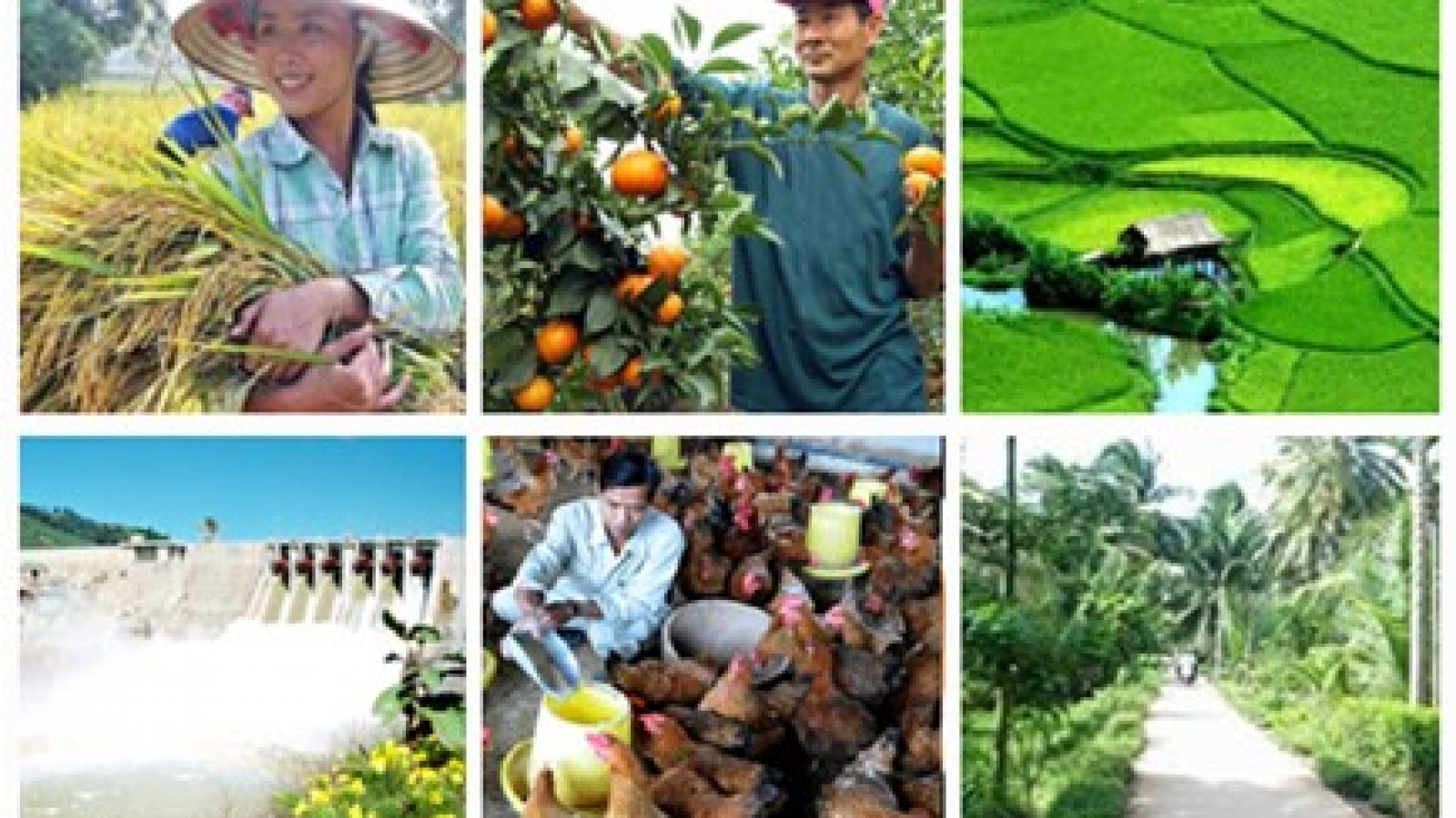 Agriculture ministry speeds up SOE equitisation