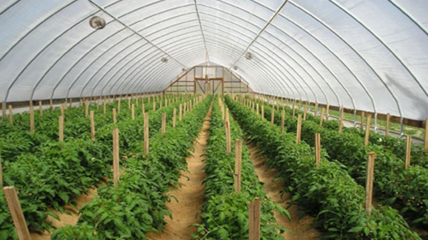 Hau Giang reviews development of hi-tech farm zone