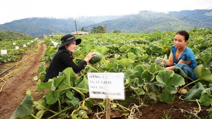
        Australia business invests in hi-tech agriculture in Kon Tum
                              