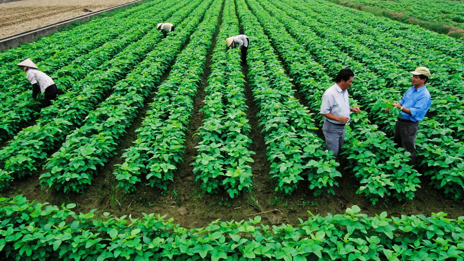 Experts: Land use planning key to agriculture development