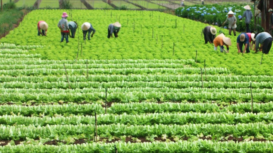Increasing agricultural competitiveness for international integration