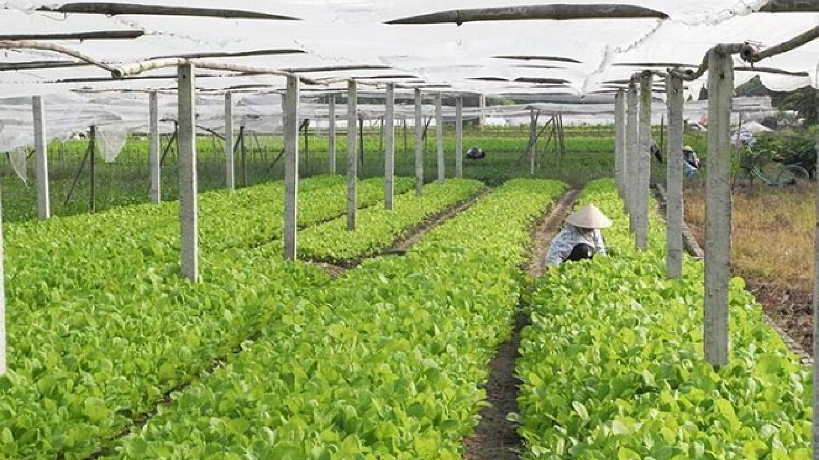 Farming attracts more FDI 