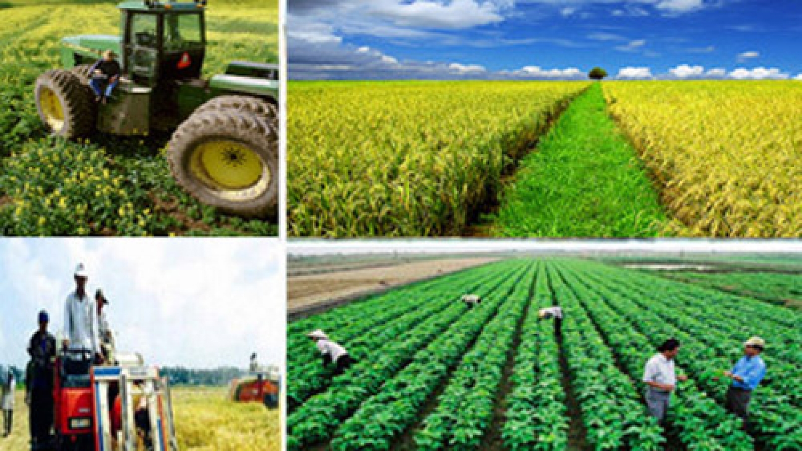 New rural development and agricultural restructuring