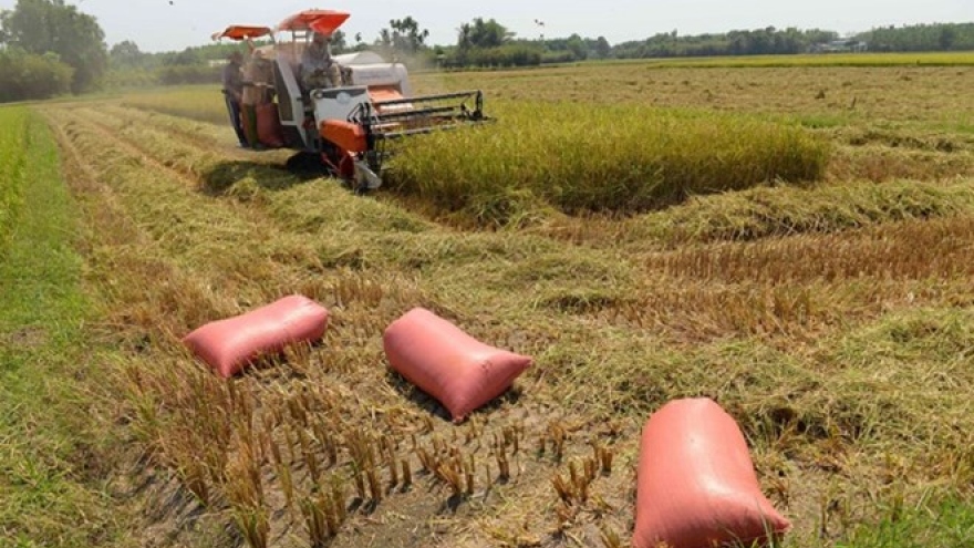 New technology ups rice value in Can Tho