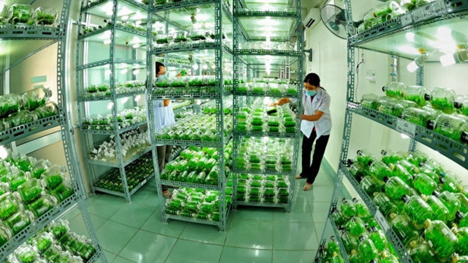 What are the pros, cons of a national brand for agriculture?
