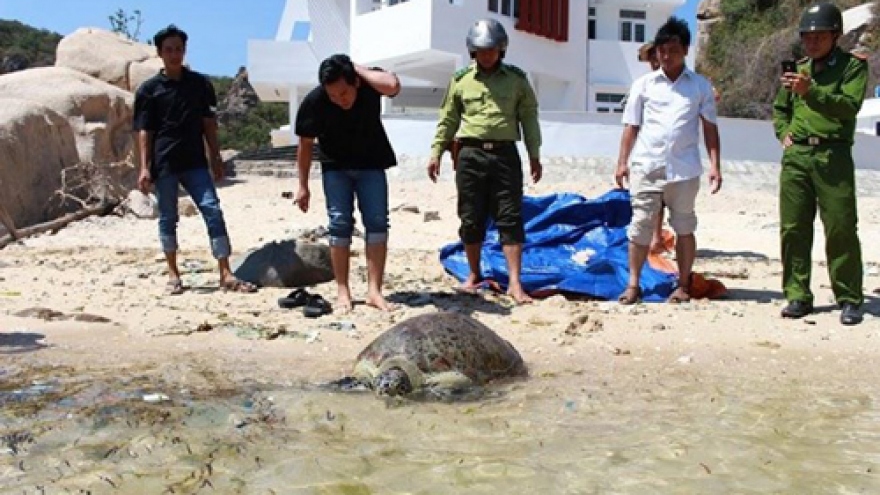 Ninh Thuan: Over 900 young turtles released to sea
