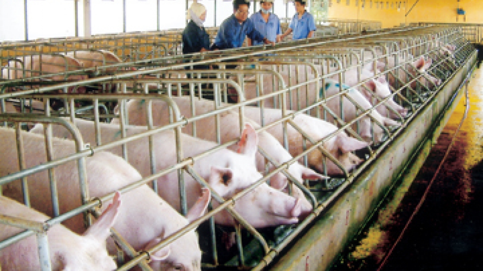 African swine flu likely to enter Vietnam 
