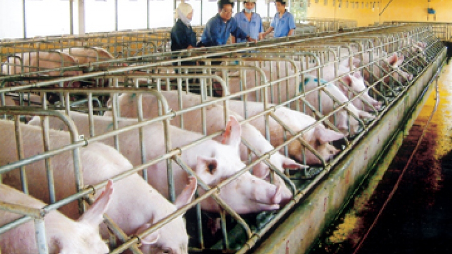 African swine flu likely to enter Vietnam 