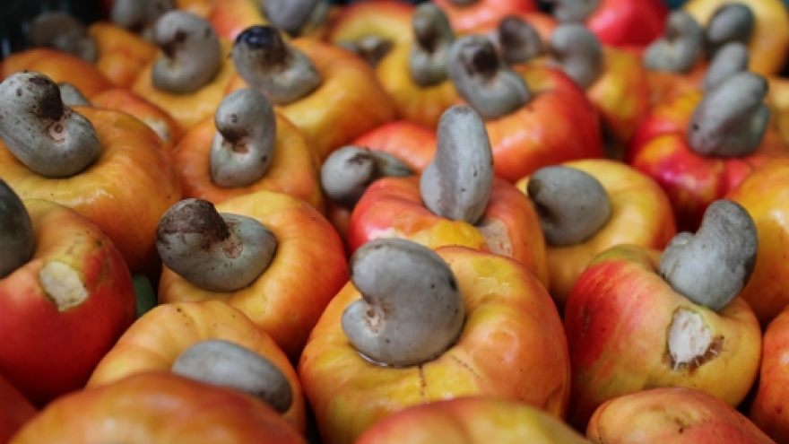 Price of cashew nuts surges high during Tet