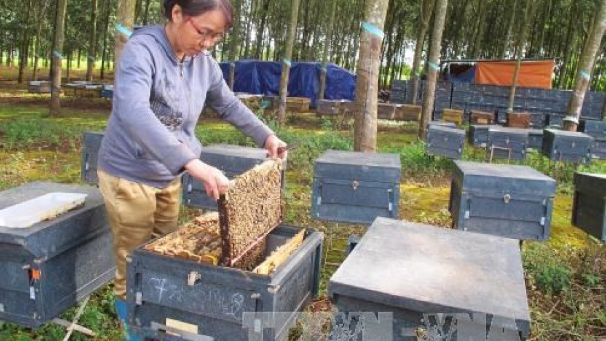 Commercial beekeeping - new source of income in Central Highlands