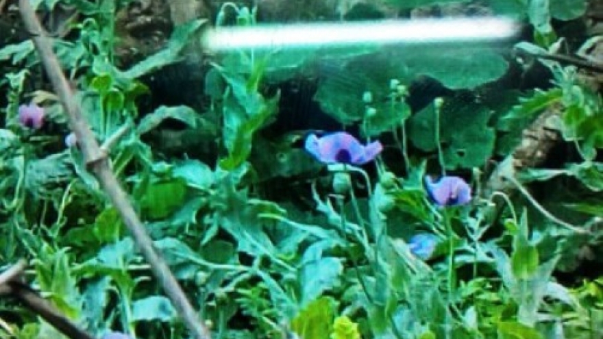Police detect 113 opium poppies in Vietnamese farmer's garden