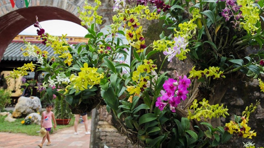 Exquisite orchid and bonsai displays in Hue
