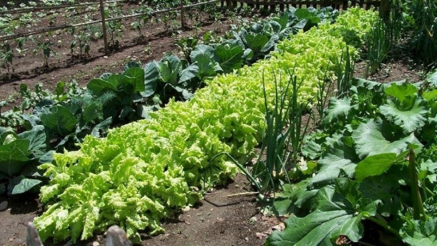 Japanese firm to implement organic vegetable project in Ha Nam