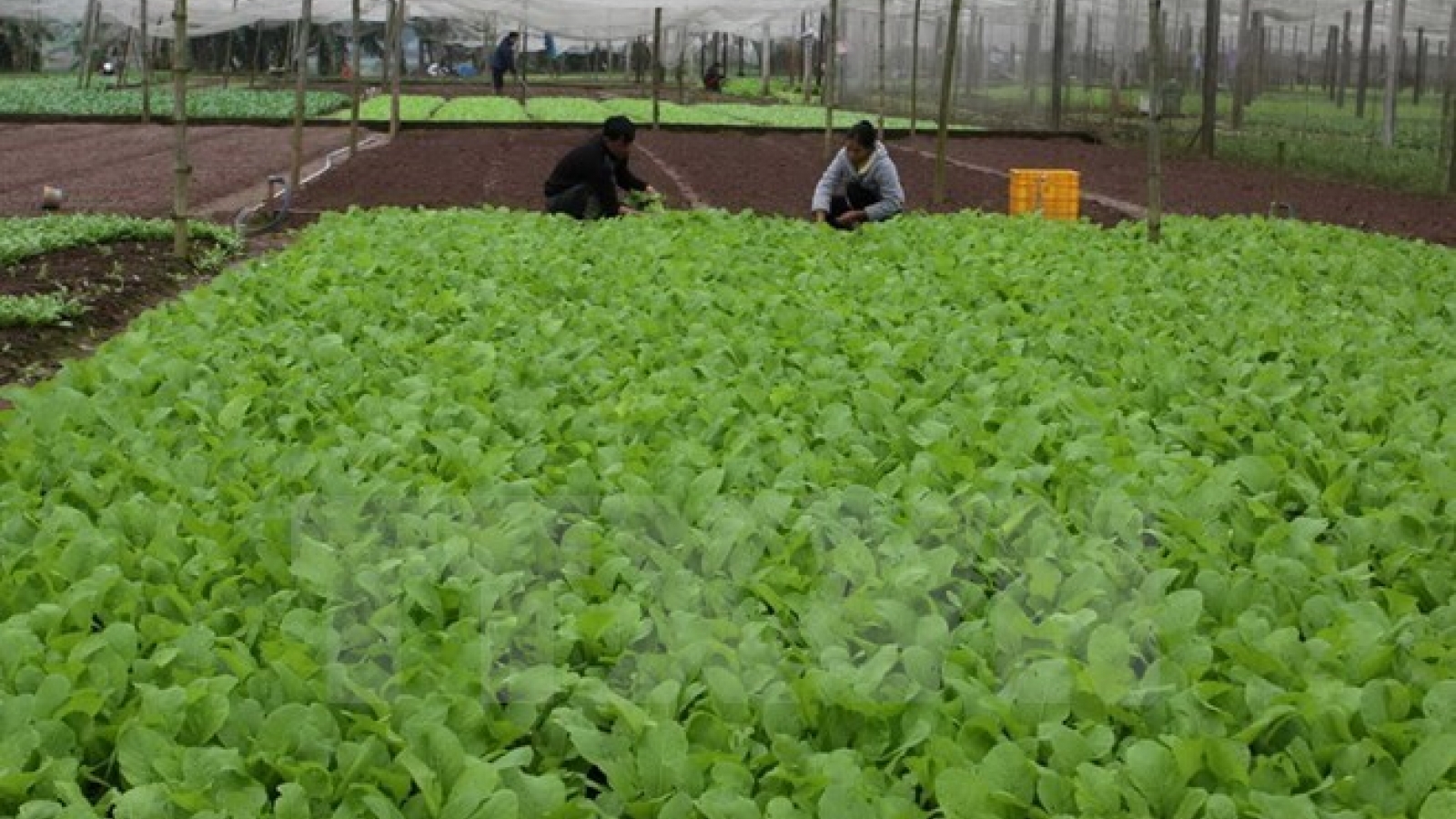 Workshop seeks to develop organic farming in Vietnam