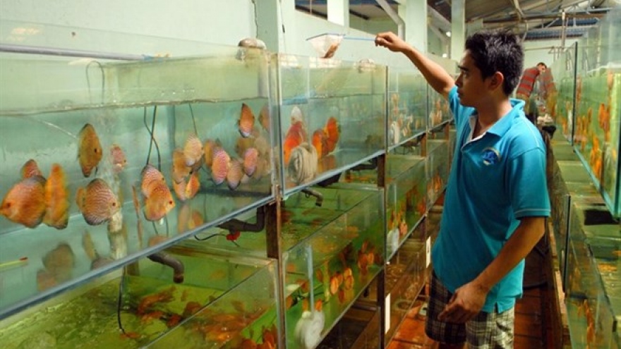 HCM City: Ornamental fish production reaches higher standards