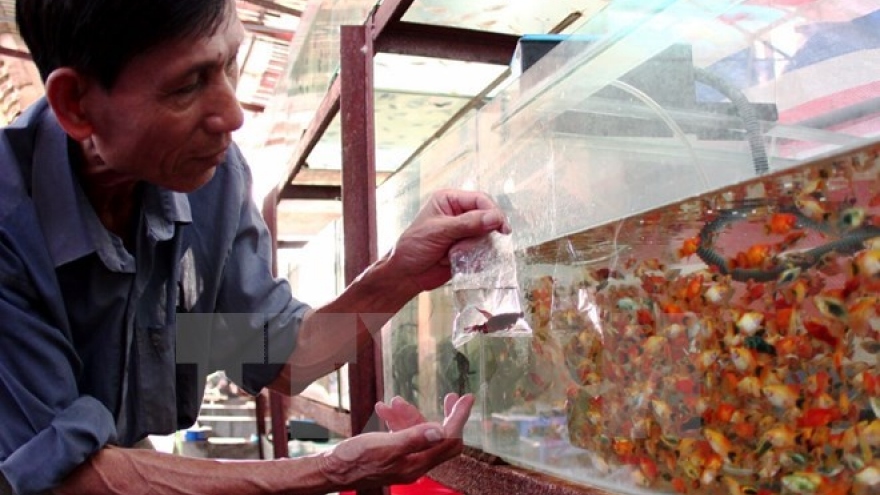 HCM City looks to expand ornamental fish industry