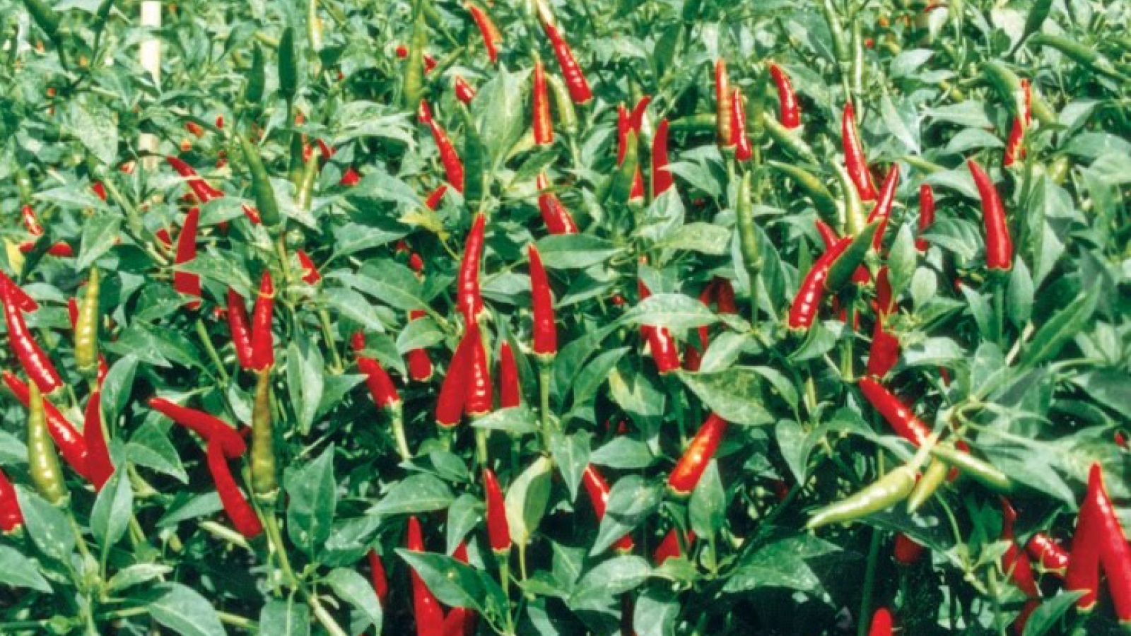 Vietnam, RoK develop agricultural value chain