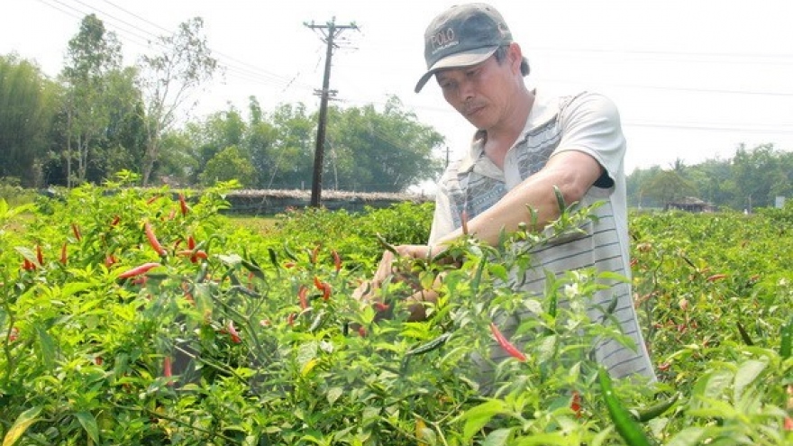 Malaysia to import chillies from Vietnam due to limited supply