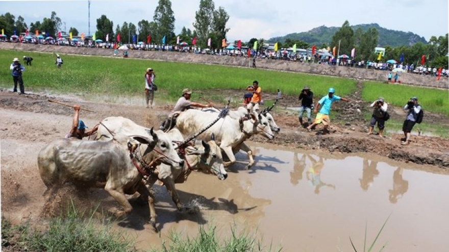 Ox racing festival in An Giang kicks off