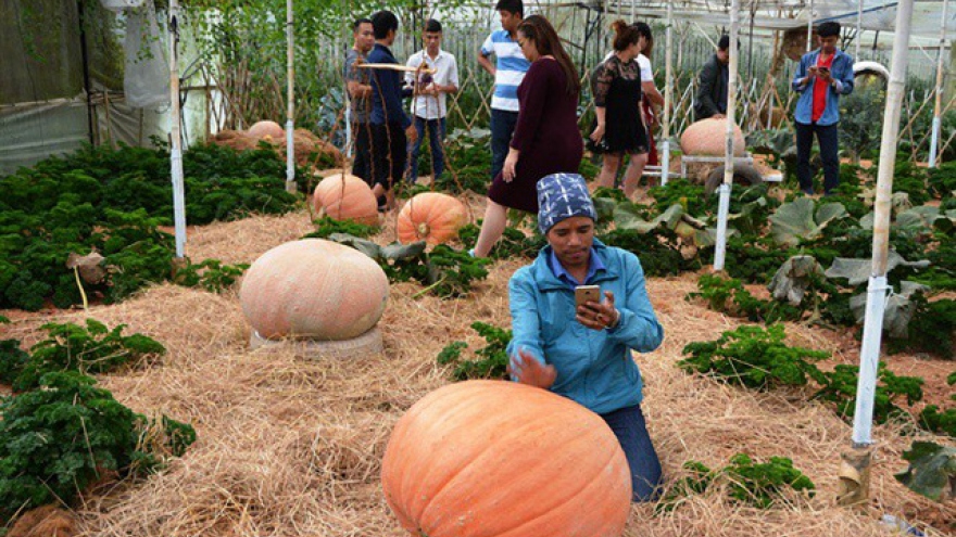 Marvel at Da Lat’s garden of giant pumpkins