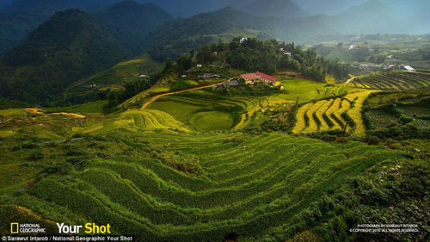 Paddy fields enter National Geographic photo contest