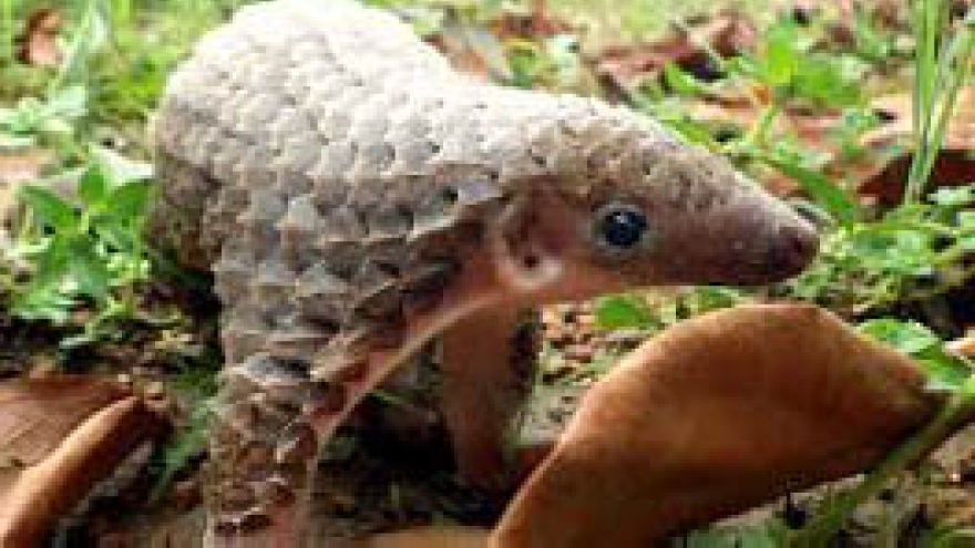 Endangered Sunda pangolins back to nature