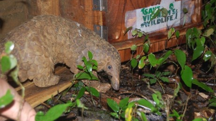 Twenty Java pangolins released back into the wild