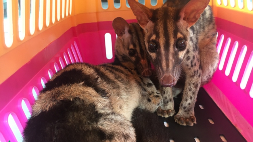 Two rare palm civets saved from illegal online trade