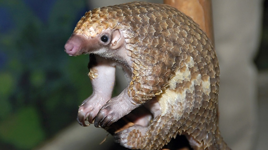 42kg of pangolin scales found in luggage at HCM City airport