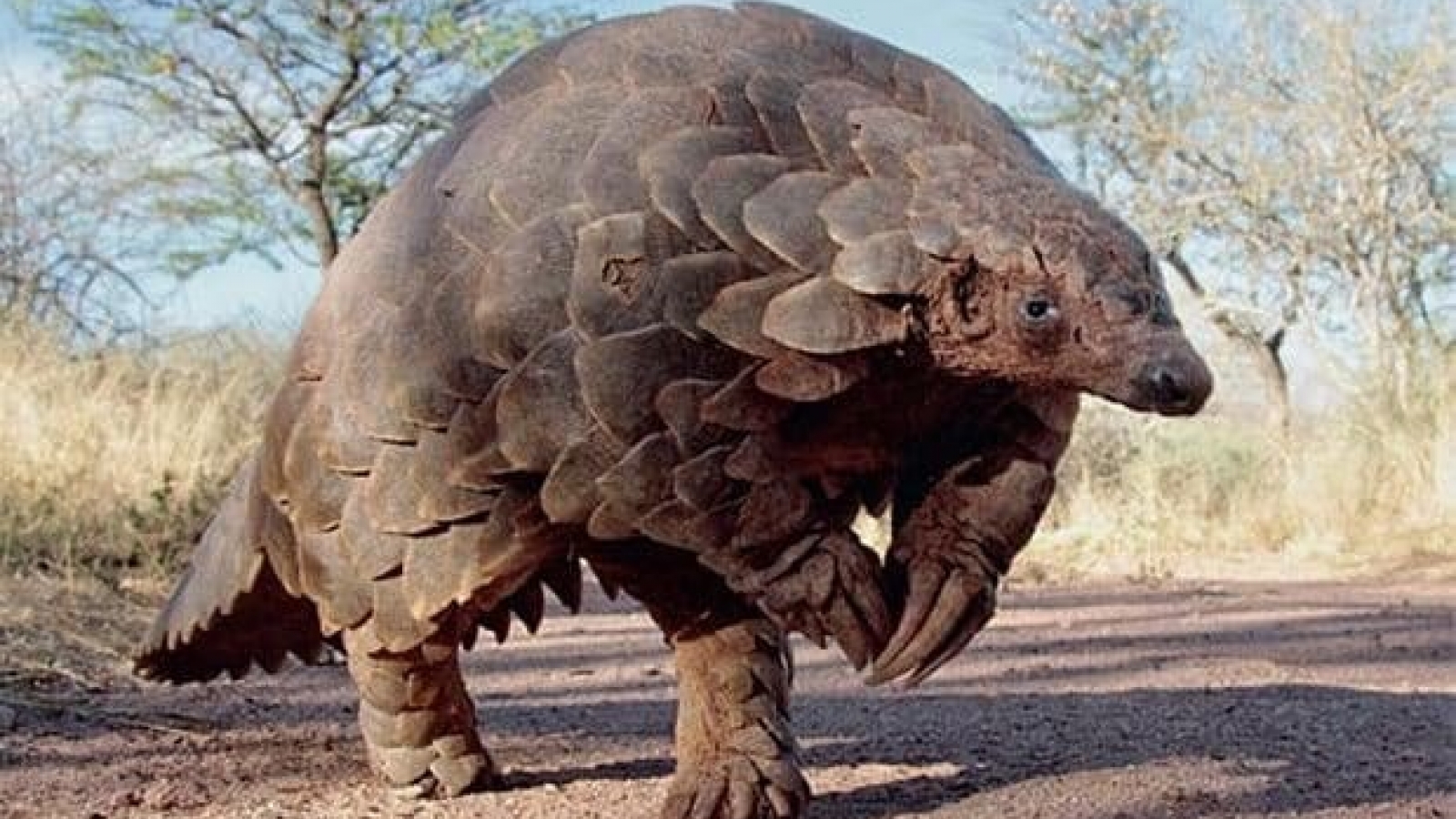 Products from endangered pangolins have no medical benefits
