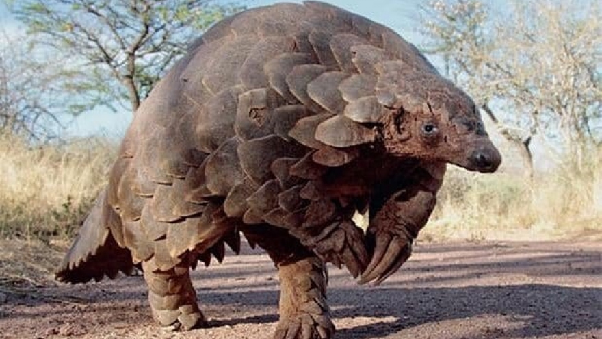 Products from endangered pangolins have no medical benefits