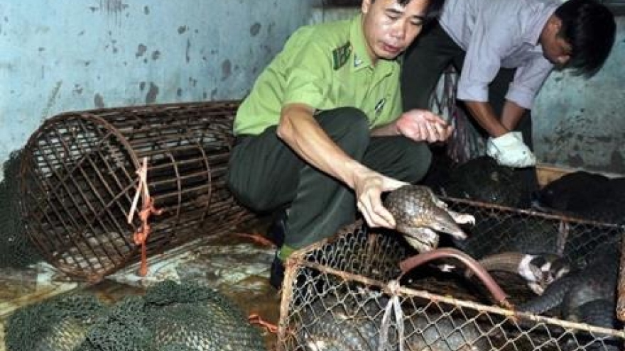 Numerous pangolins die in captivity after they are rescued