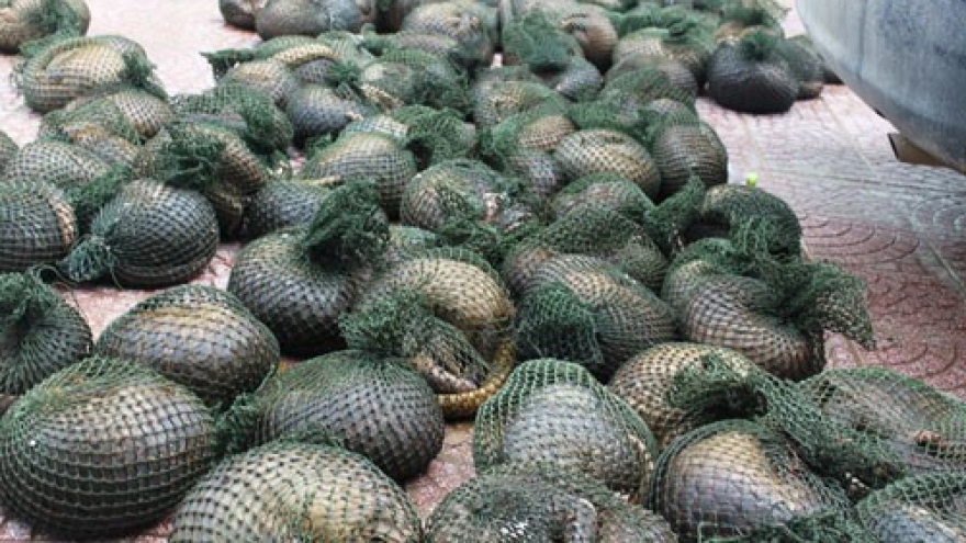  30 pangolins rescued from traffickers die as red tape delays release: report