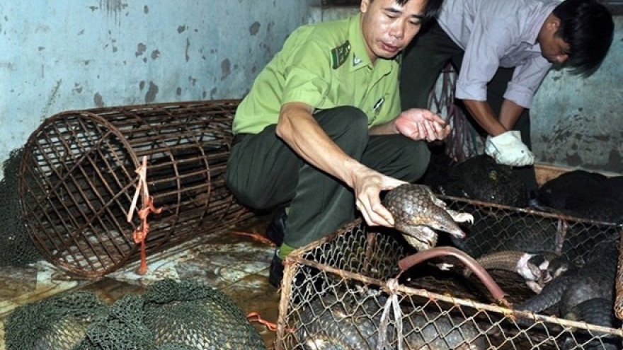 Illegal transport of 114 pangolins found in Ca Mau