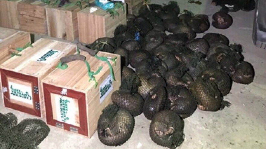 Police discover 118 pangolins after car chase in northern Vietnam