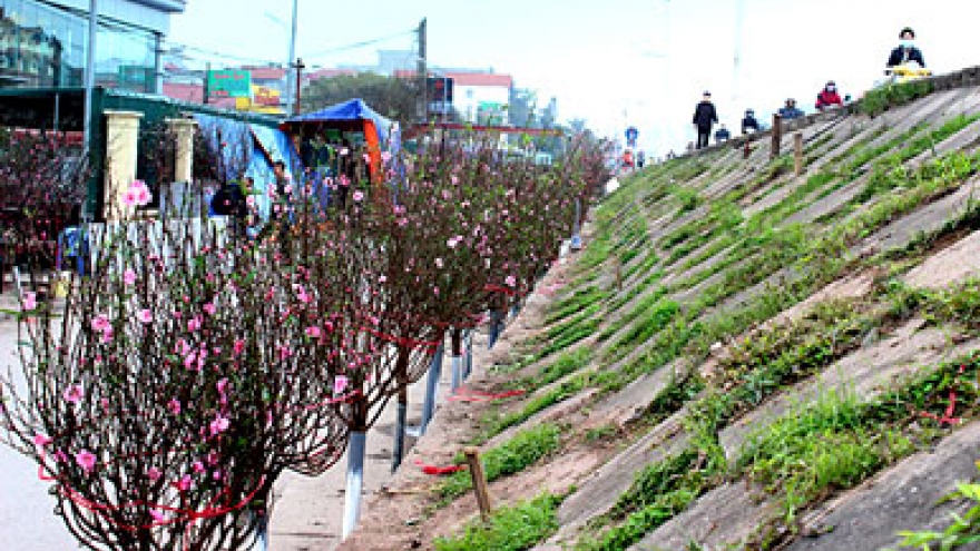 Nhat Tan peach trees appear in downtown
