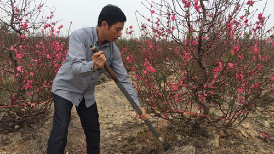 Cold spell needed for peachy Lunar New Year