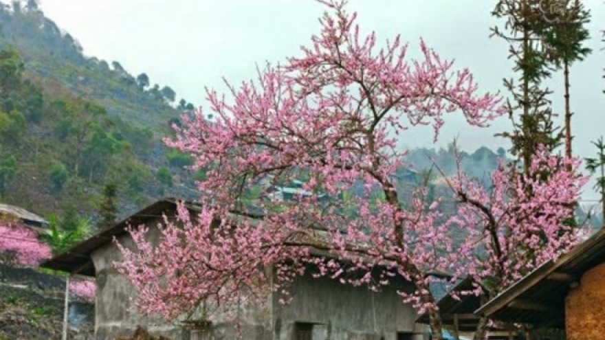 Peach blossom festival in Dong Van stone plateau