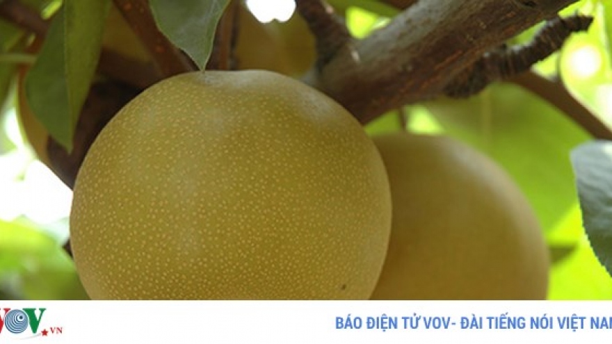 Japanese pears hit Vietnamese market shelves 
