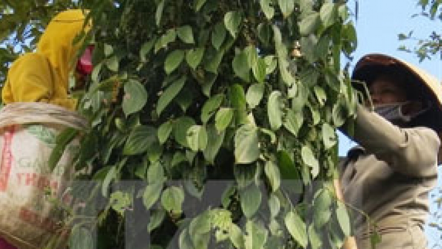 Long-term growth of Vietnamese peppercorn faces challenges